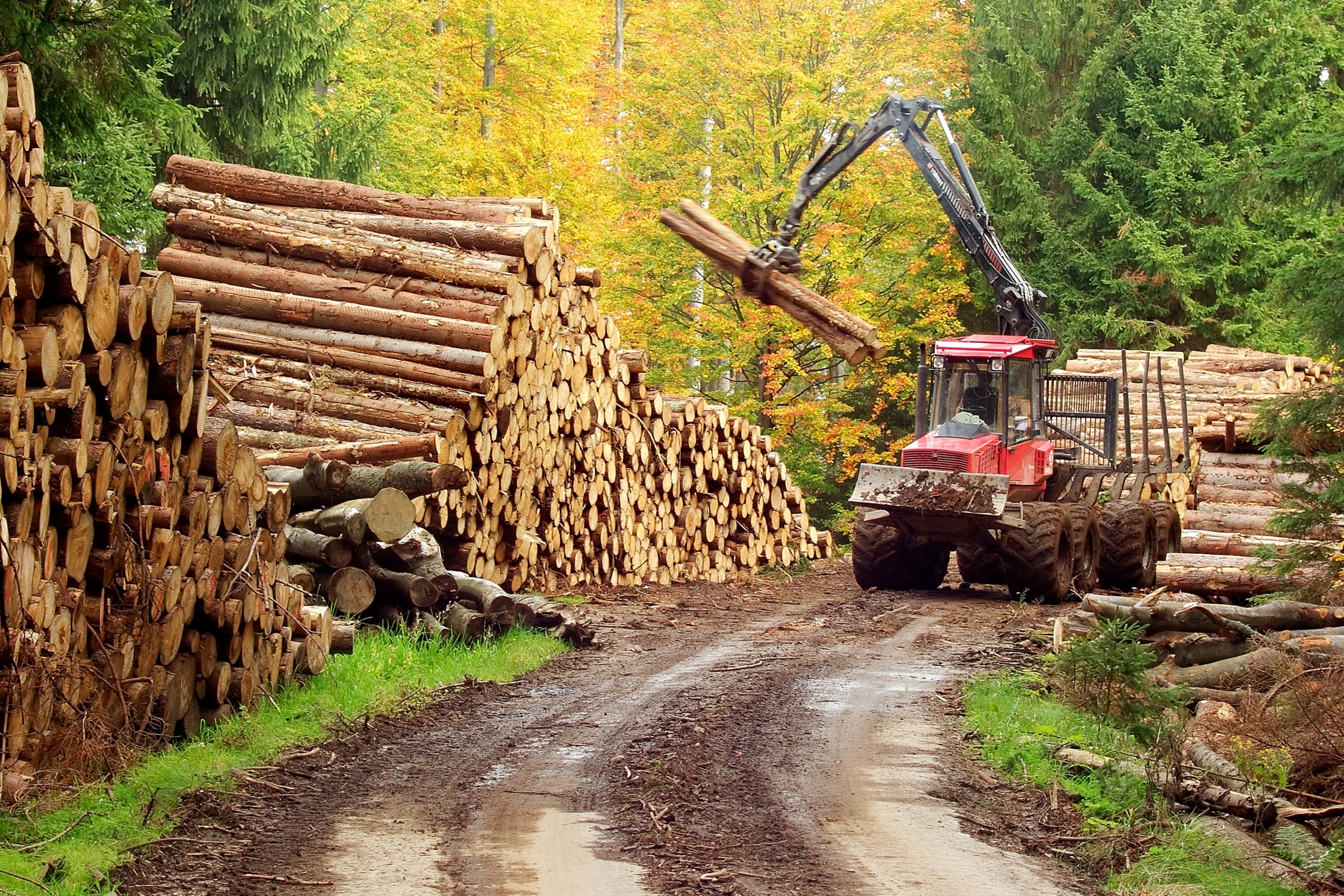 Sektor lesného hospodárstva a spracovania dreva na online rokovaní