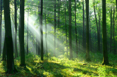 Strasti a radosti lesného hospodárstva a drevospracujúceho priemyslu